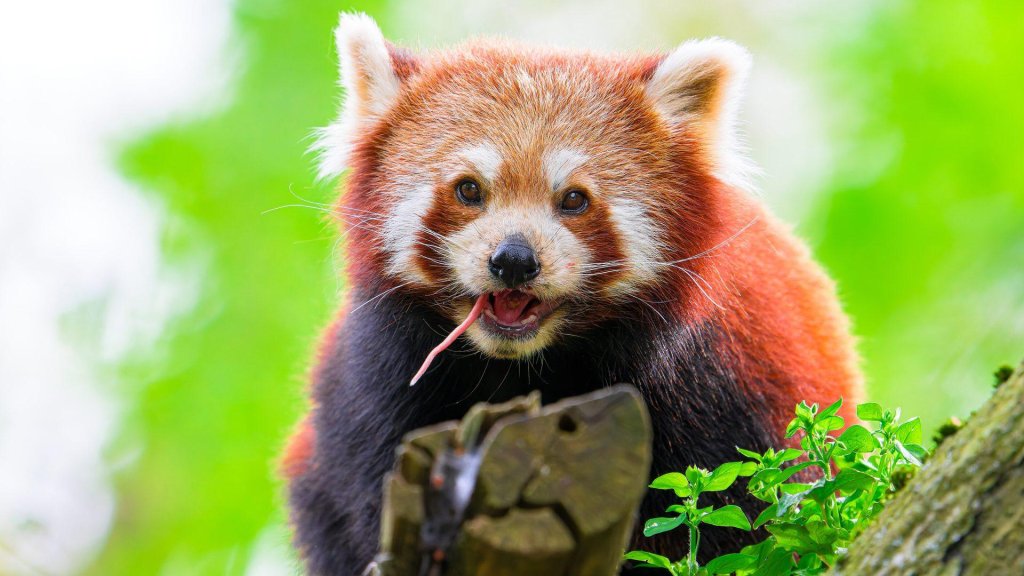 Red Panda AI illustrated by a red panda perched on a log against green foliage